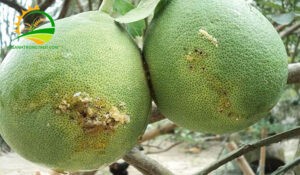 cac loai sau benh hai cay trong 1