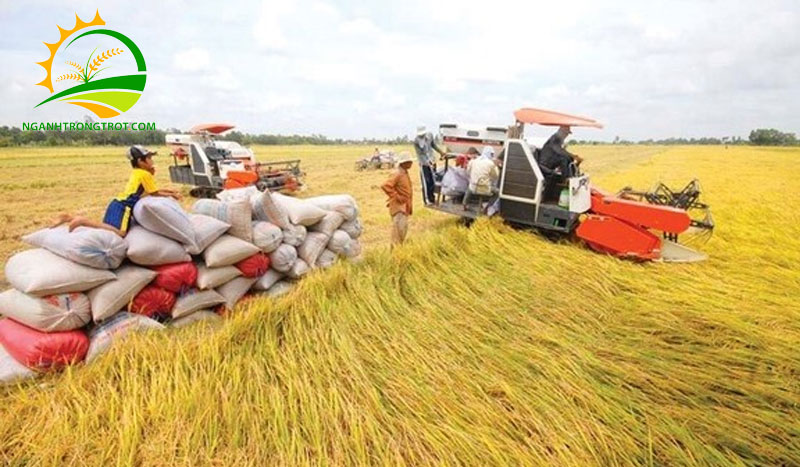 Các mùa thu hoạch lúa trong năm ở Việt Nam 6 Các mùa thu hoạch lúa trong năm ở Việt Nam