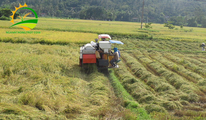 Các mùa thu hoạch lúa trong năm ở Việt Nam 7 Các mùa thu hoạch lúa trong năm ở Việt Nam.