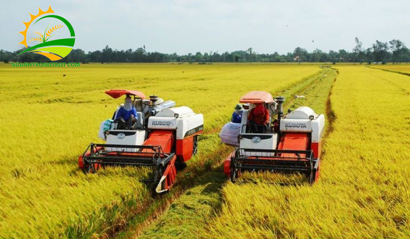 Các mùa thu hoạch lúa trong năm ở Việt Nam 8 Các mùa thu hoạch lúa trong năm ở Việt Nam.
