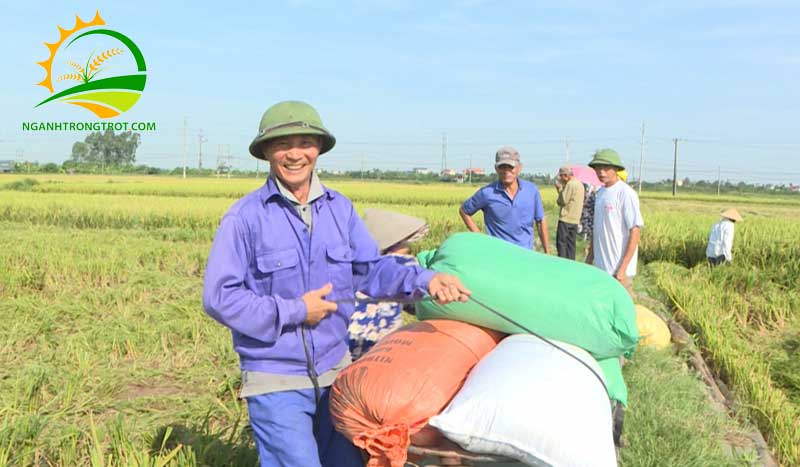 Các vụ mùa lúa trong năm ở miền Bắc: những khó khăn và giải pháp 8 Các vụ mùa lúa trong năm ở miền Bắc: những khó khăn và giải pháp.