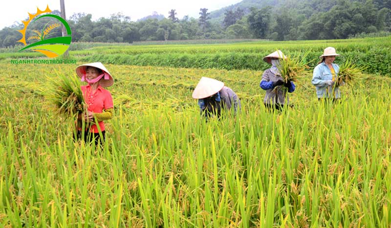 Các vụ mùa lúa trong năm ở miền Bắc: những khó khăn và giải pháp 9 Các vụ mùa lúa trong năm ở miền Bắc: những khó khăn và giải pháp