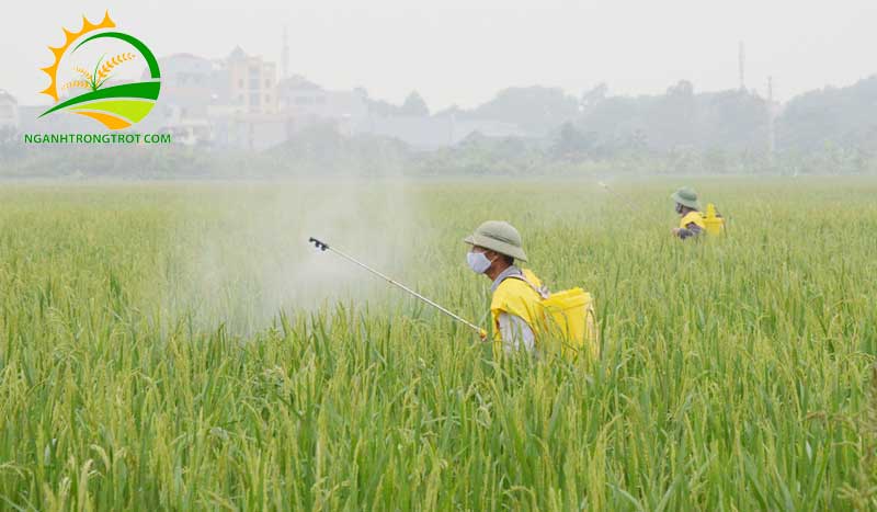 Các vụ mùa lúa trong năm ở miền Bắc: những khó khăn và giải pháp 10 Các vụ mùa lúa trong năm ở miền Bắc: những khó khăn và giải pháp
