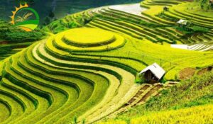 cac vu mua lua trong nam o mien bac