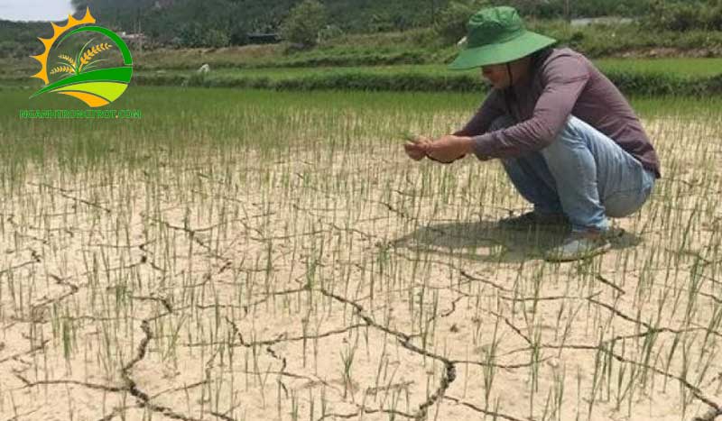 Các vụ mùa lúa trong năm ở miền Bắc: những khó khăn và giải pháp 11 Các vụ mùa lúa trong năm ở miền Bắc: những khó khăn và giải pháp