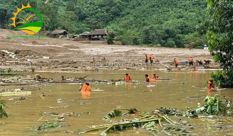 Các vụ mùa lúa trong năm ở miền Bắc: những khó khăn và giải pháp 12 Các vụ mùa lúa trong năm ở miền Bắc: những khó khăn và giải pháp