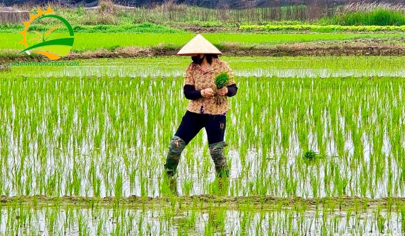 Các vụ mùa lúa trong năm ở Miền Nam 8 Các vụ mùa lúa trong năm ở Miền Nam.
