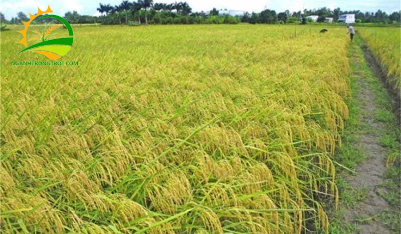 Các vụ mùa lúa trong năm ở Miền Nam 9 Các vụ mùa lúa trong năm ở Miền Nam.