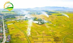 cac vu mua lua trong nam o mien nam 4