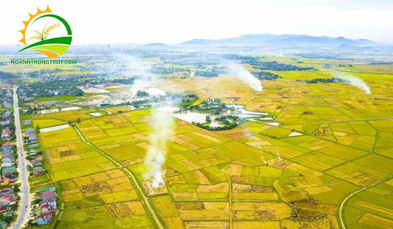 Các vụ mùa lúa trong năm ở Miền Nam 10 Các vụ mùa lúa trong năm ở Miền Nam.