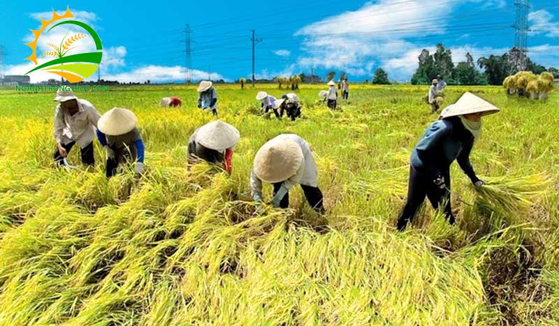 Các vụ mùa lúa trong năm ở Miền Nam 6 Các vụ mùa lúa trong năm ở Miền Nam