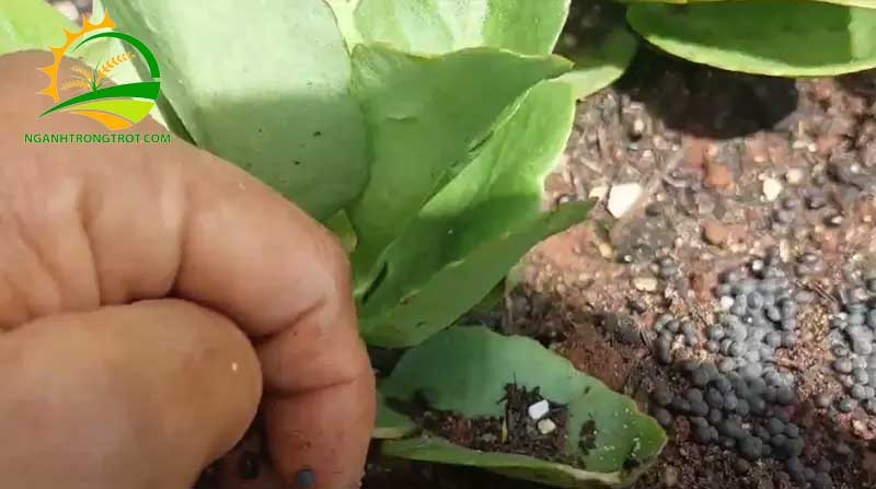 Cách chăm sóc cây sống đời sau khi ra hoa 7 Cách chăm sóc cây sống đời sau khi ra hoa