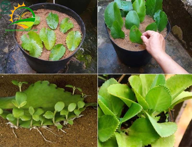 Cách chăm sóc cây sống đời sau khi ra hoa 8 Cách chăm sóc cây sống đời sau khi ra hoa.