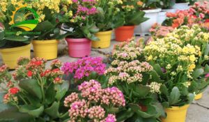 cach cham soc cay song doi sau khi ra hoa 3