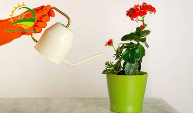 Cách chăm sóc cây sống đời sau khi ra hoa 10 Cách chăm sóc cây sống đời sau khi ra hoa.