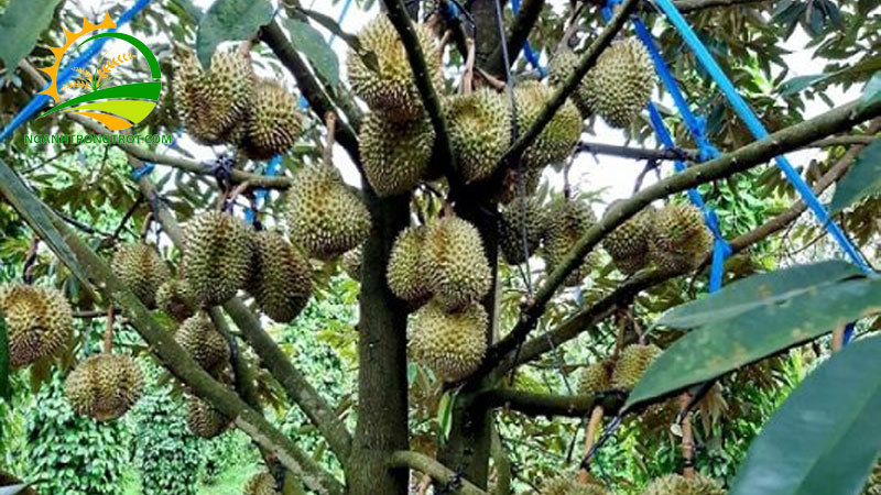 Sầu riêng ri6 trồng bao lâu có trái? Giải đáp từ chuyên gia 6 Sầu riêng ri6 trồng bao lâu có trái? Giải đáp từ chuyên gia