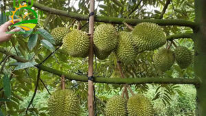 sau rieng ri6 trong bao lau co trai