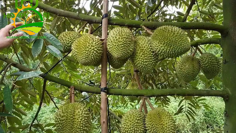 Sầu riêng ri6 trồng bao lâu có trái? Giải đáp từ chuyên gia 5 Sầu riêng ri6 trồng bao lâu có trái? Giải đáp từ chuyên gia