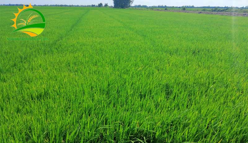 Trồng lúa mấy tháng thu hoạch? 9 Trồng lúa mấy tháng thu hoạch?