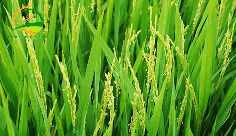 Trồng lúa mấy tháng thu hoạch? 10 Trồng lúa mấy tháng thu hoạch?