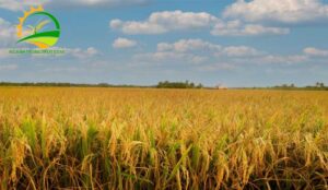 trong lua may thang thu hoach