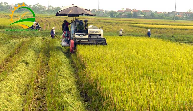 Trồng lúa mấy tháng thu hoạch? 12 Trồng lúa mấy tháng thu hoạch?