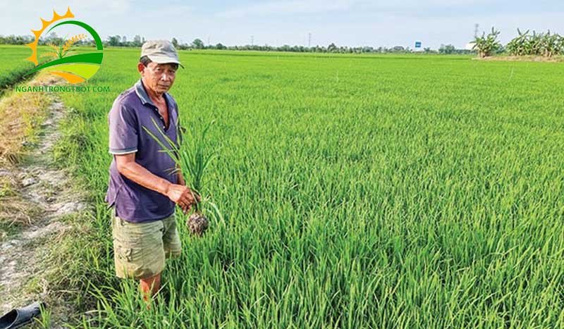 Vụ đông xuân kéo dài trong khoảng thời gian nào? 7 Vụ đông xuân kéo dài trong khoảng thời gian nào?