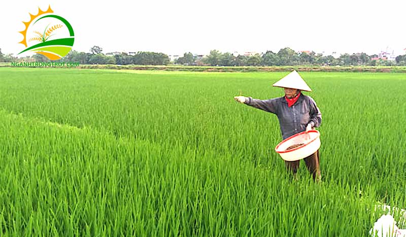 Vụ đông xuân kéo dài trong khoảng thời gian nào? 9 Vụ đông xuân kéo dài trong khoảng thời gian nào?