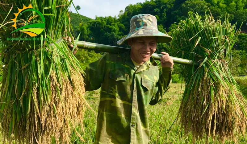 Vụ đông xuân kéo dài trong khoảng thời gian nào? 10 Vụ đông xuân kéo dài trong khoảng thời gian nào?